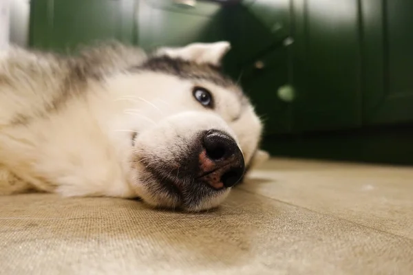 悲伤的昏昏欲睡的狗哈斯基与蓝眼睛躺在地板上 — 图库照片