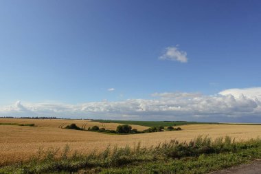 Altın çavdar tarlası hasat için hazır. Ukrayna