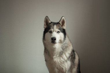 Hafif bir arka plan üzerinde bir köpek ırkı Sibirya Husky portresi. köpek mavi gözleri ve gri-beyaz renk var.