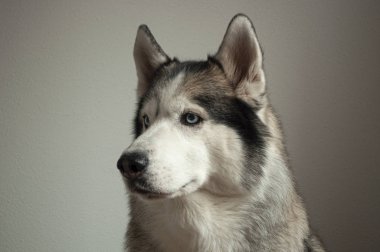 Hafif bir arka plan üzerinde bir köpek ırkı Sibirya Husky portresi. köpek mavi gözleri ve gri-beyaz renk var.