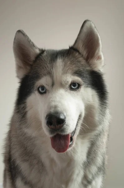 Porträtt Hundras Siberian Husky Ljus Bakgrund Hunden Har Blå Ögon — Stockfoto