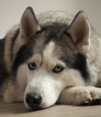 mavi gözlü gri-beyaz köpek husky cins katta yatıyor. ışık arka plan