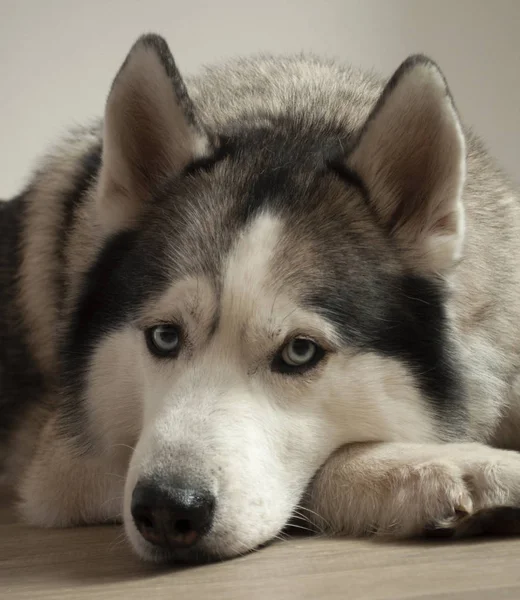 Szaro Biały Pies Rasy Husky Niebieskimi Oczami Leży Podłodze Tło — Zdjęcie stockowe