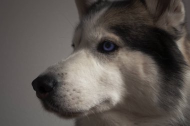 mavi gözlü gri-beyaz köpek husky cins katta yatıyor. ışık arka plan