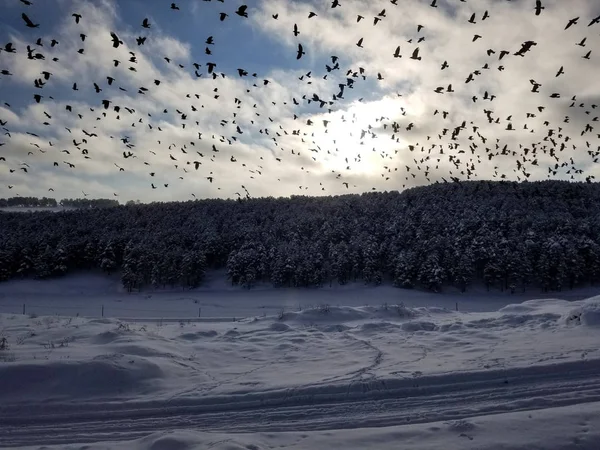 Kars Vinter Natur Flygande Fåglar — Stockfoto