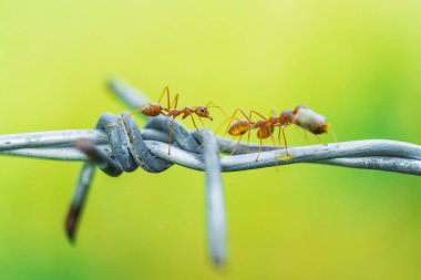Tel üzerinde yiyecek taşıyan karıncalar.