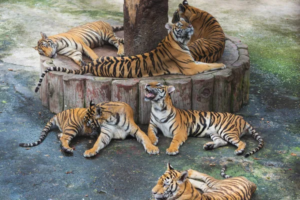 group of bengal tigers resting and sleeping