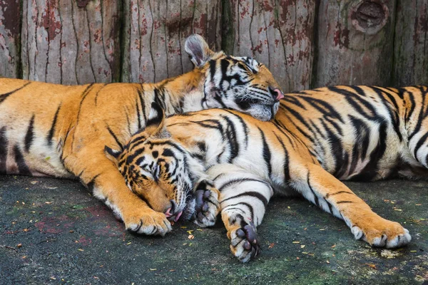 Два Бенгальских Тигра Отдыхают Спят — стоковое фото