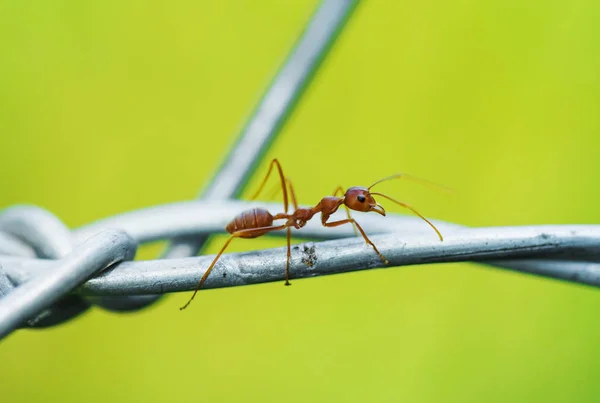 개미를 와이어에 — 스톡 사진