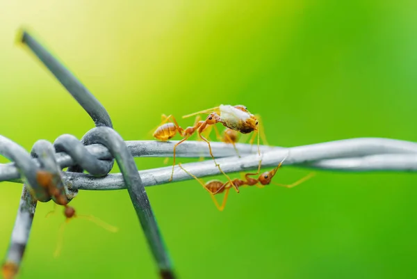 Mieren Die Voedsel Draad Dragen — Stockfoto