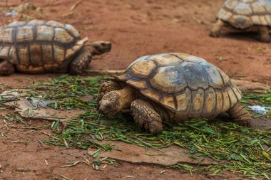 Afrika Mahmuzlu Kaplumbağası (Geochelone sulcata) içinde belgili tanımlık bahçe dinlenme