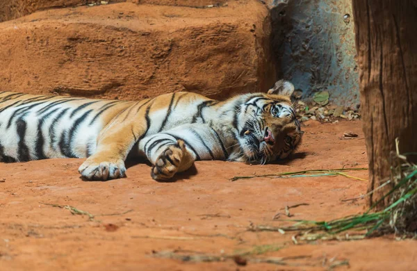 Sibirischer Tiger Ruht Und Entspannt Sich — Stockfoto