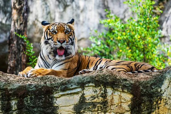 Tigre Bengala Descansando Bosque —  Fotos de Stock