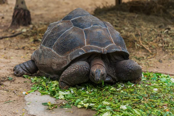 Uma Tartaruga Gigante Aldabra Aldabrachelys Gigantea Comendo Uma Licença Verde — Fotografia de Stock