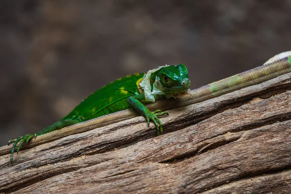 Grüner Leguan Iguana Delicatissima Auf Holz — Stockfoto