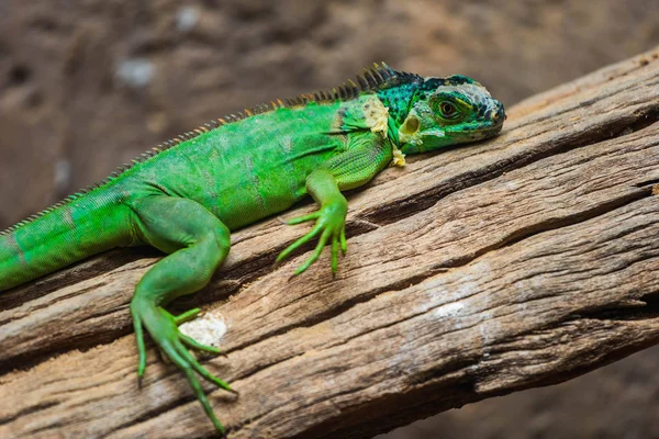 Grüner Leguan Iguana Delicatissima Auf Holz — Stockfoto