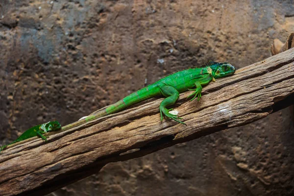 Grüner Leguan Iguana Delicatissima Auf Holz — Stockfoto