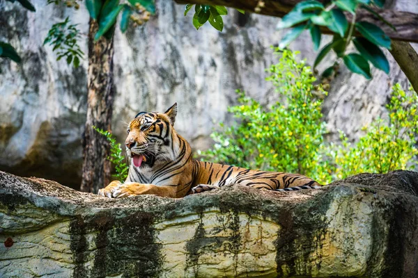 Bengal Tiger Resting Forrest — Stock Photo, Image