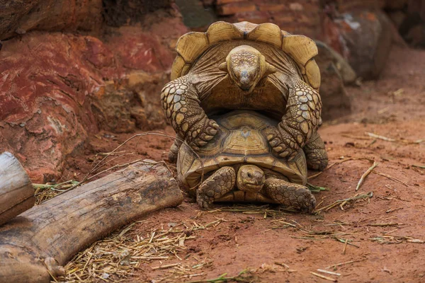 Tartaruga Gigante Aldabra Aldabrachelys Gigantea Acasalando Jardim — Fotografia de Stock