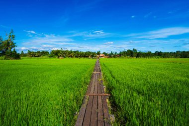 Khonburi District, Nakhon Ratchasima, Tayland pirinç alan arasında 100 yıllık eski ahşap köprü