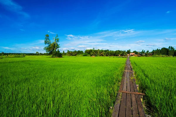 100 Gammal Träbro Mellan Risfält Khonburi Distrikt Nakhon Ratchasima Thailand — Stockfoto