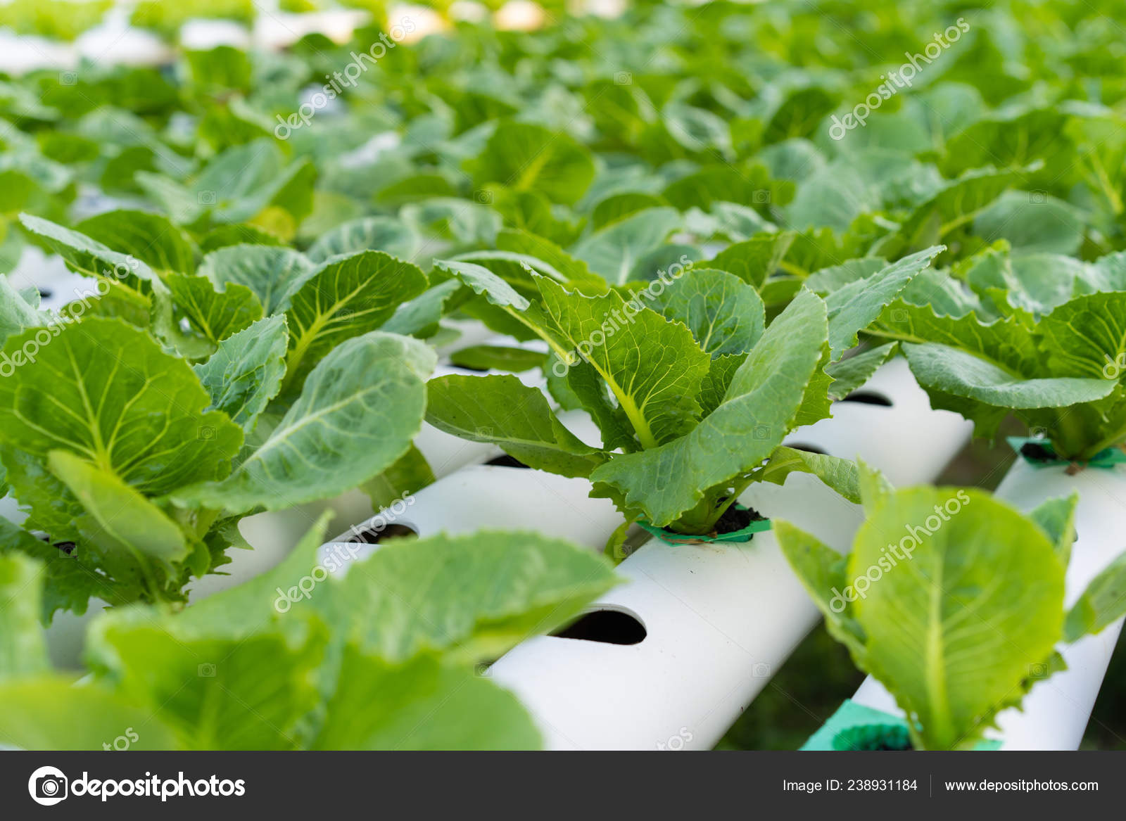 Cos Romaine Lettuce Hydroponic Farming Stock Photo by ©geargodz 238931184