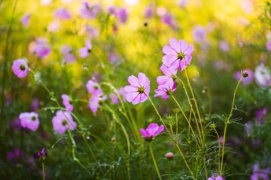 su damlası alanı ile evren çiçek