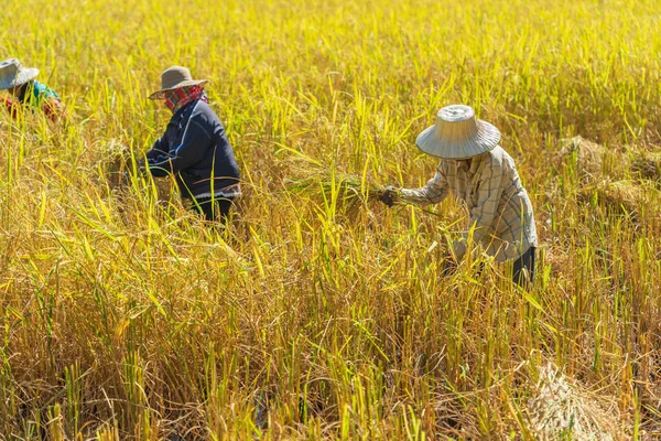 Agricultor Que Usa Hoz Para Cosechar Arroz Campo —  Fotos de Stock