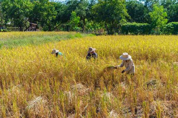 Agricultor Que Usa Hoz Para Cosechar Arroz Campo —  Fotos de Stock