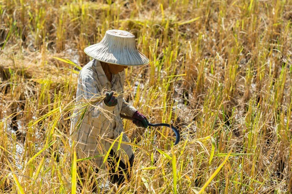 Nakhon Ratchasima Tailandia Diciembre Mujer Agricultora Identificada Que Usa Hoz —  Fotos de Stock