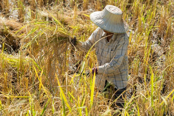 Nakhon Ratchasima Tailandia Diciembre Mujer Agricultora Identificada Que Usa Hoz —  Fotos de Stock