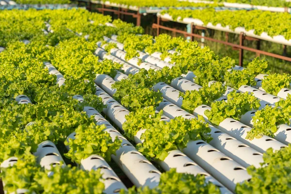 Green Oak Hydroponics Vegetable Farming — Stock Photo, Image