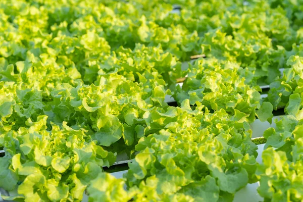Cultivo Vegetal Roble Verde Hidropónico — Foto de Stock