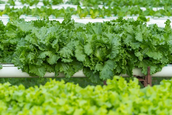 green lettuce hydroponics vegetable farming