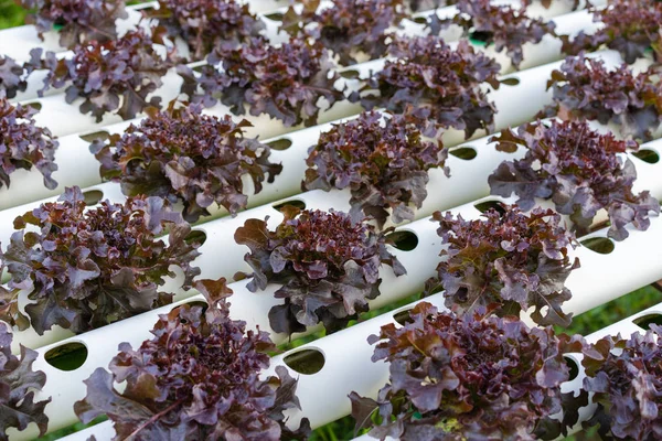 Red Oak Hydroponics Vegetable Farming — Stock Photo, Image