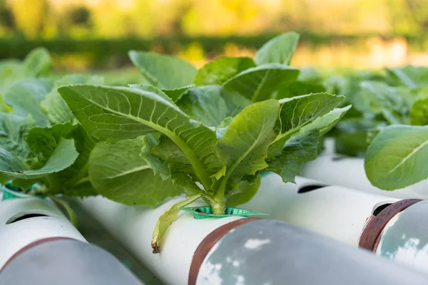 Porque Romaine Lechuga Cultivo Hidropónico — Foto de Stock