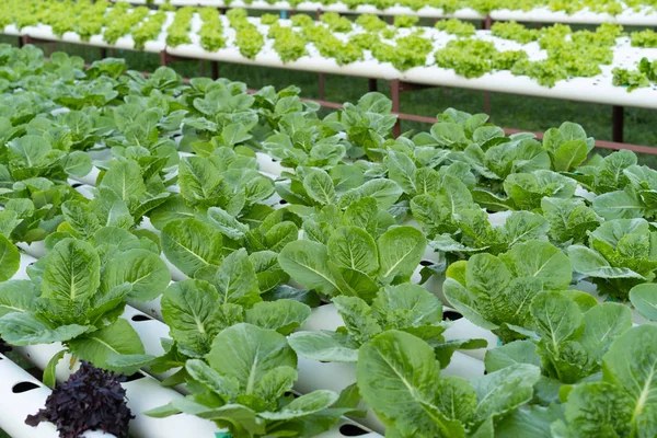 Cos Romaine Lettuce Hydroponic Farming — Stock Photo, Image