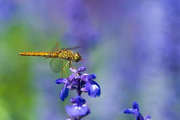 Nahaufnahme Der Libelle Auf Lavendelblüte — Stockfoto