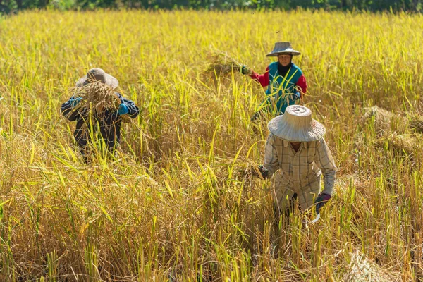 Nakhon Ratchasima Tailandia Diciembre Mujer Agricultora Identificada Que Usa Hoz —  Fotos de Stock