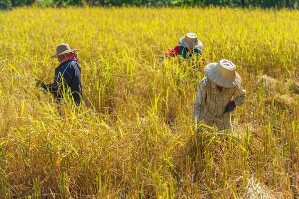 Agriculteur Utilisant Faucille Pour Récolter Riz Dans Champ — Photo