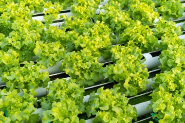 Yeşil meşe suda sebze tarım