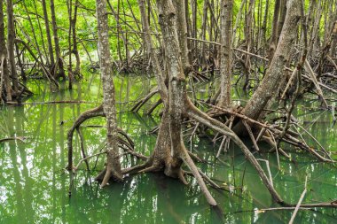 mangrov orman ağaç ve kök dizininde Tung sivri uç tanga, Rayong Eyaleti, Tayland