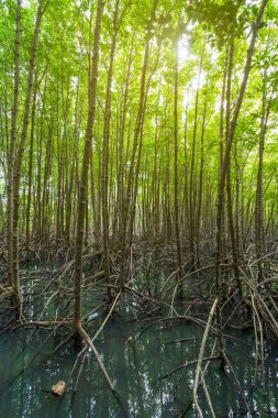 mangrov orman ağaç ve kök dizininde Tung sivri uç tanga, Rayong Eyaleti, Tayland