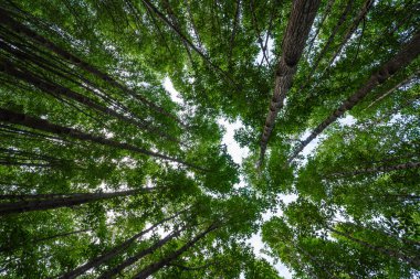mangrov ormanları Tung sivri uç tanga yeşil yaprakları ile perspektif görünümünü; Rayong; Tayland