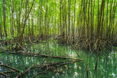 mangrov orman ağaç ve kök dizininde Tung sivri uç tanga, Rayong Eyaleti, Tayland
