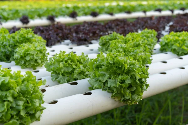 Green Oak hydroponics vegetable farming