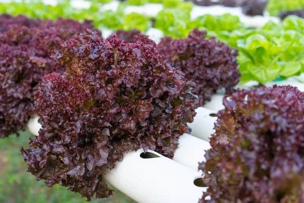 red coral lettuce hydroponics vegetable farming