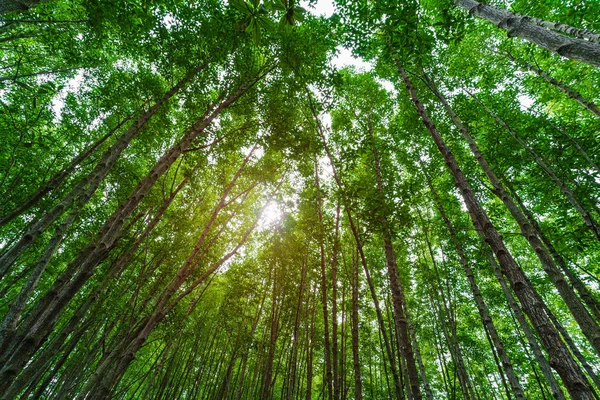 Perspektivikus Nézetet Mangrove Erdők Zöld Levelek Tung Prong Tanga Rayong — Stock Fotó