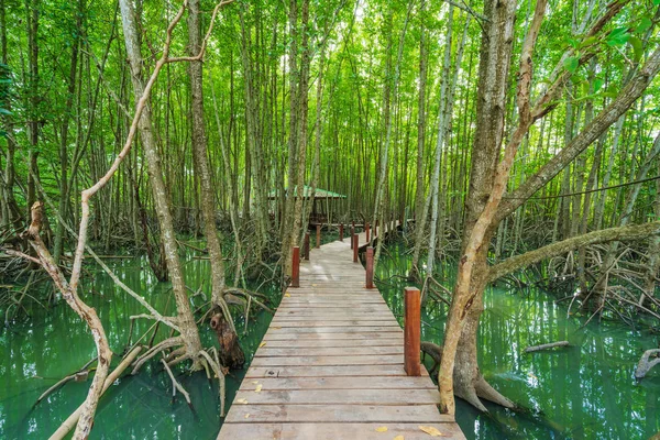 Ponte Madeira Uma Floresta Mangue Tung Prong Thong Província Rayong — Fotografia de Stock