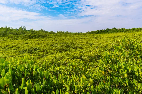 Groene Mangrovebos Tung Prong Thong Gouden Mangrove Veld Provincie Rayong — Stockfoto